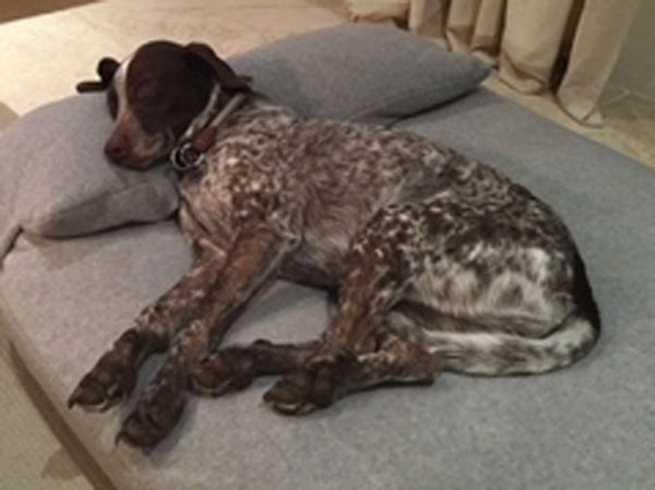 Light Blue Microfiber Dog Bed Light Blue Microfiber Dog Bed