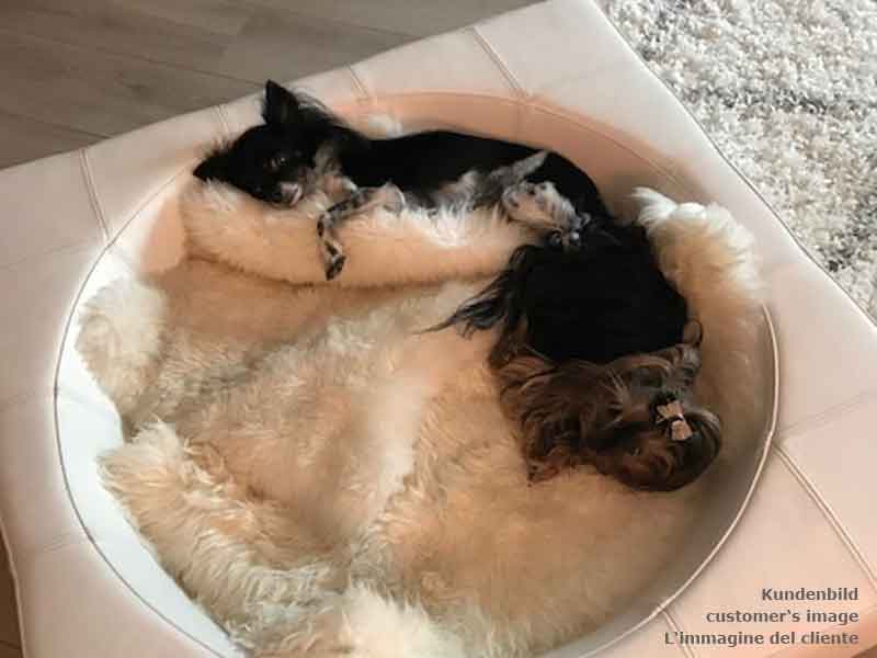 Design Hundebett CUBE Leder