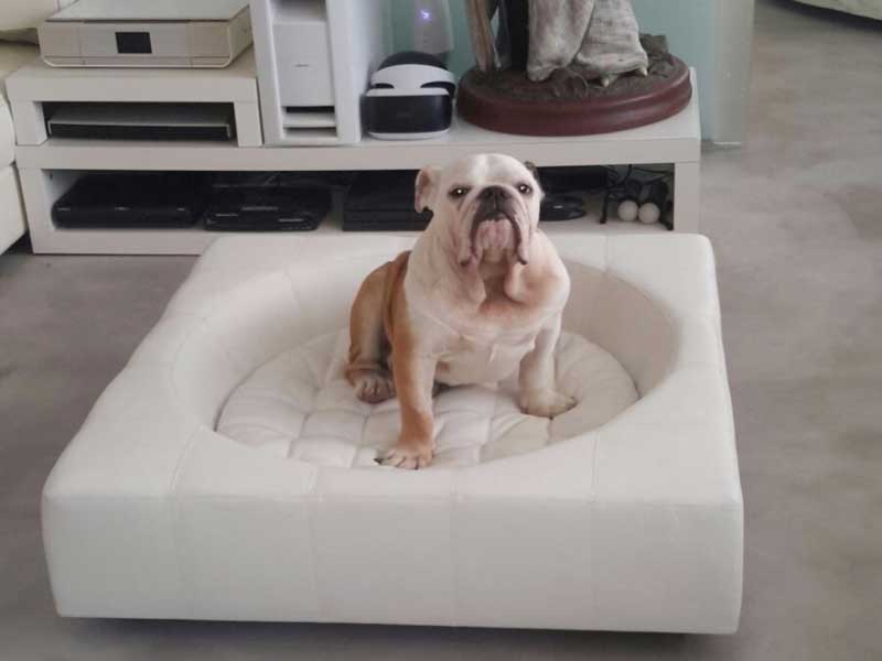 Design Hundebett CUBE Leder