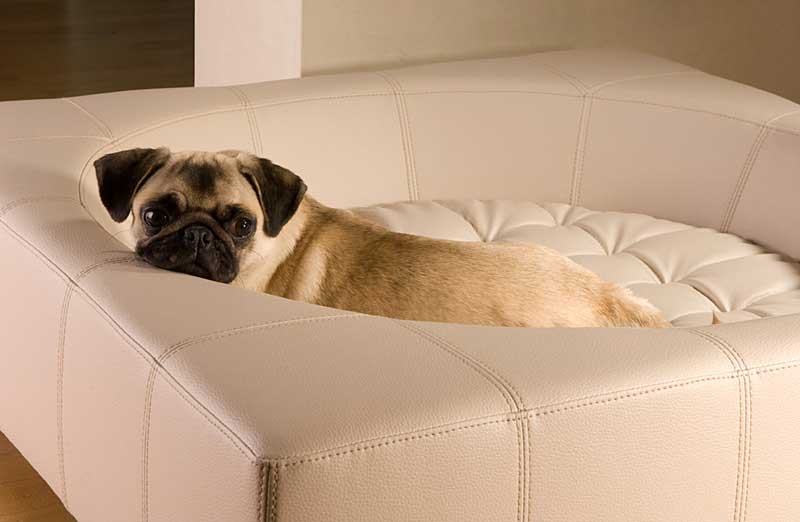 Dog Furniture In High Quality Craftsmanship And Timeless Design