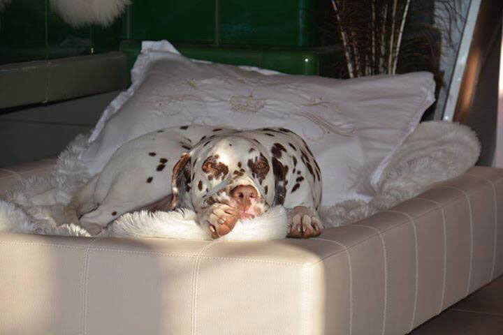 Design dog bed CUBE faux leather