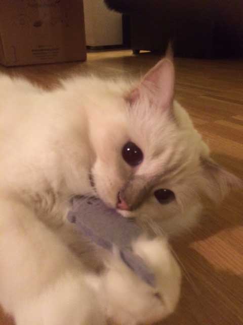 KATZENSPIELZEUG aus Filz