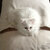 Sleeping bag for cats Divan DUE