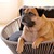 Designer dog basket SIRO Twist