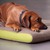 Memory foam dog mat PETER