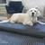 Orthopedic dog mattress MARY