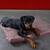 Orthopedic dog mattress MARY