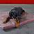 Orthopedic dog mattress MARY