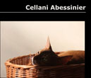 Gatto Cellani Abissino