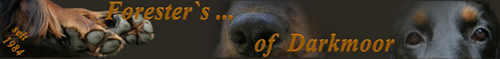 Forester of Darkmoor