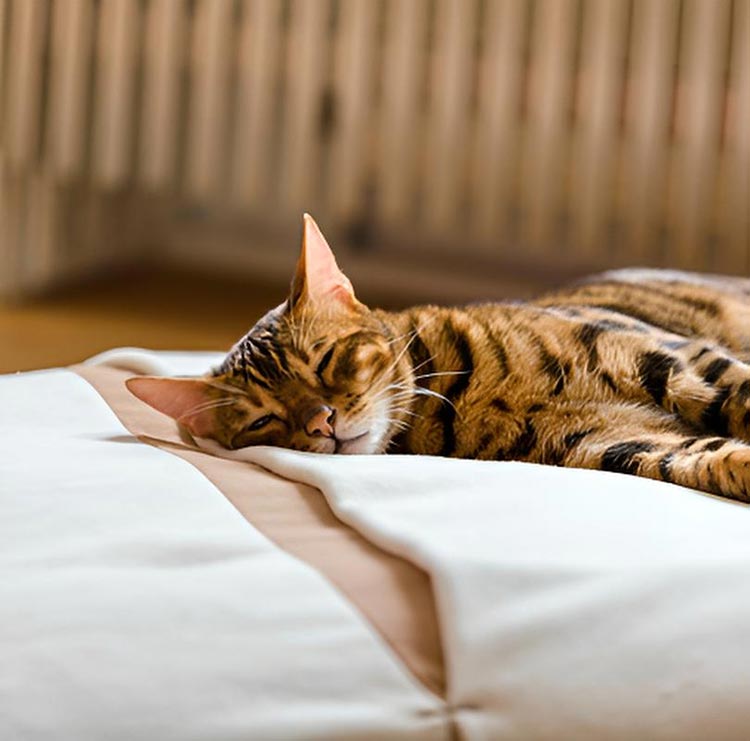 Sleeping bag for cats Divan DUE