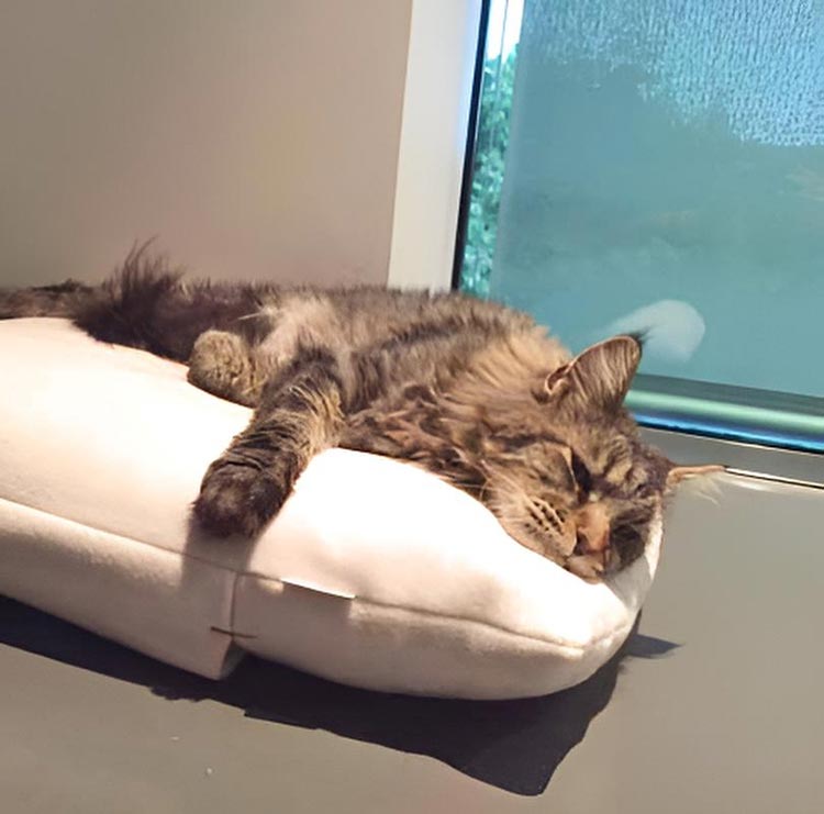 Sleeping bag for cats Divan DUE