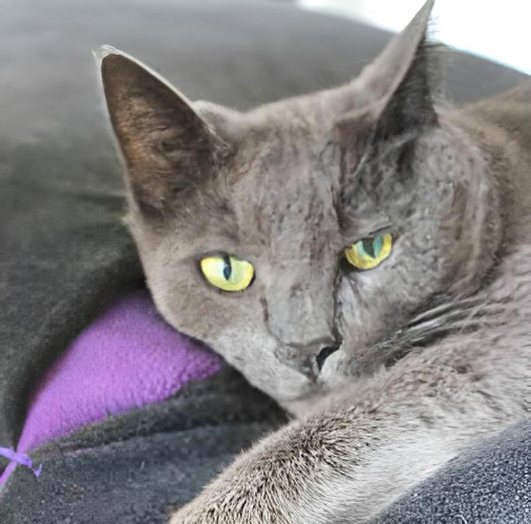 Sleeping bag for cats Divan DUE