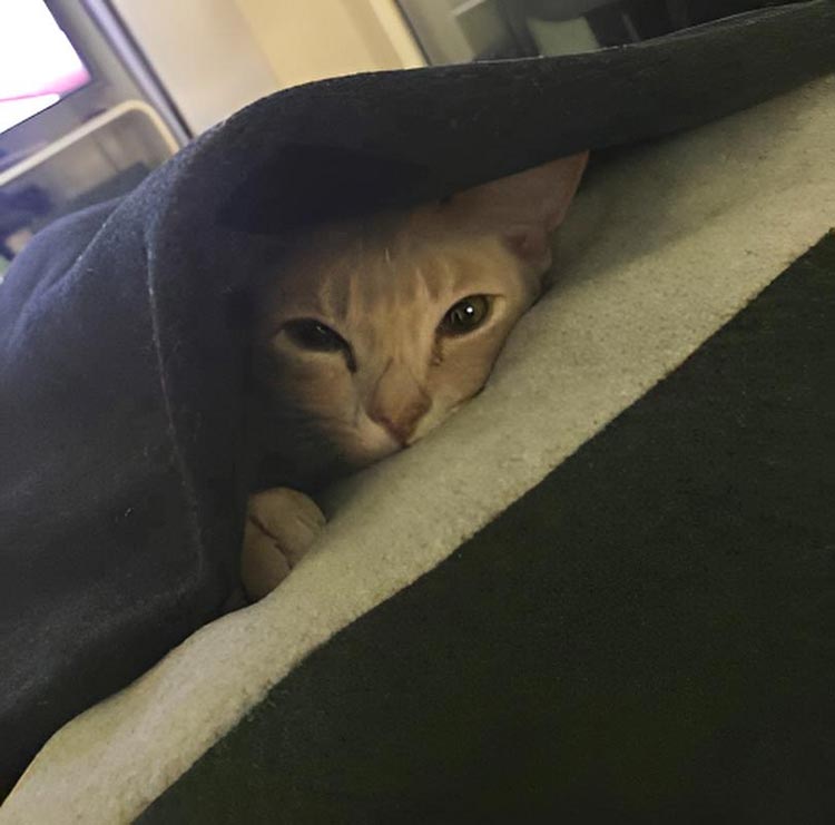 Sleeping bag for cats Divan DUE