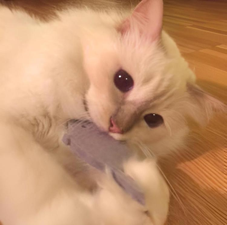 KATZENSPIELZEUG aus Filz