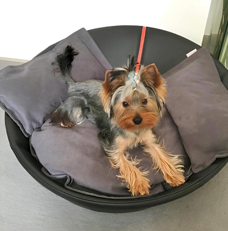 Leather dog basket MILA