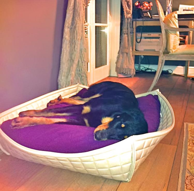 Dog basket Bowl faux leather