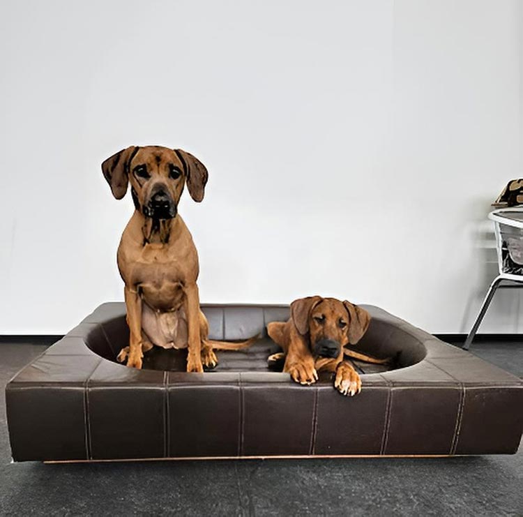 Design Hundebett CUBE Leder