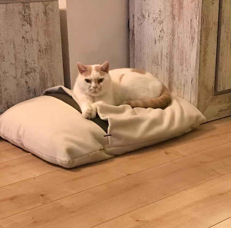 Sleeping bag for cats Divan DUE