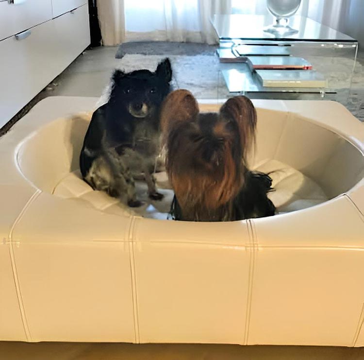Design Hundebett CUBE Leder