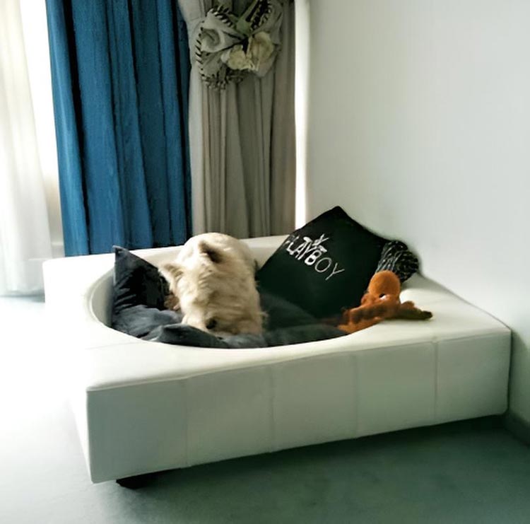 Design Hundebett CUBE Leder