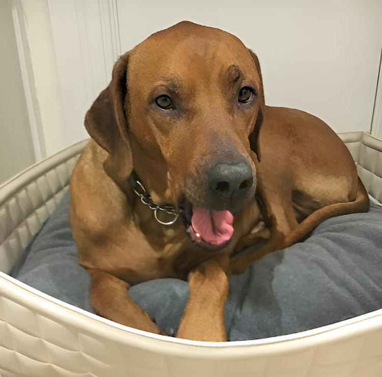 Dog basket Bowl faux leather