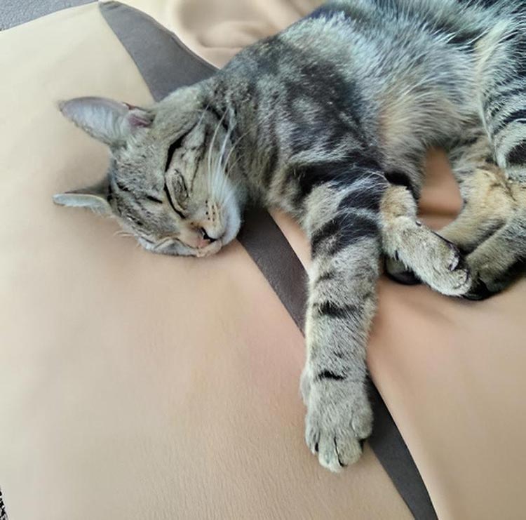 Sleeping bag for cats Divan DUE