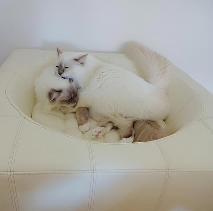 Design Hundebett CUBE Leder