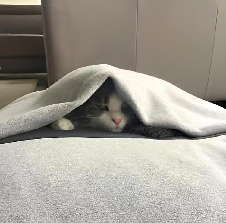 Sleeping bag for cats Divan DUE