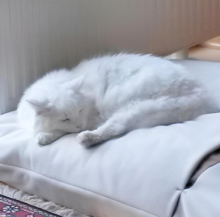 Sleeping bag for cats Divan DUE