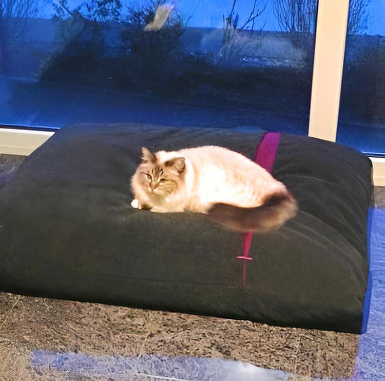 Sleeping bag for cats Divan DUE