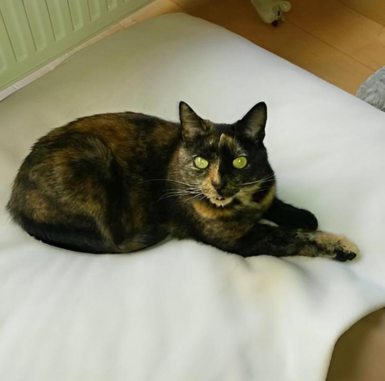 Sleeping bag for cats Divan DUE