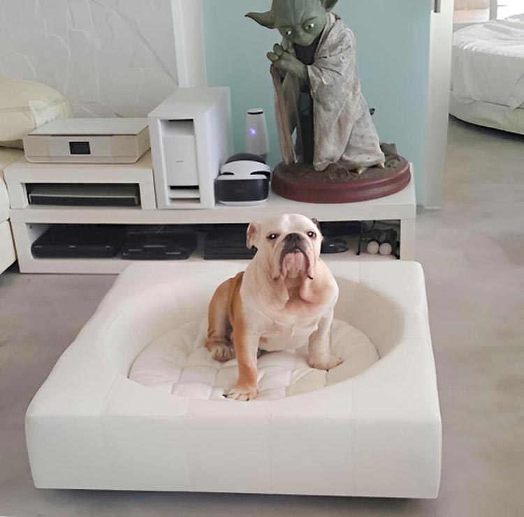 Design Hundebett CUBE Leder