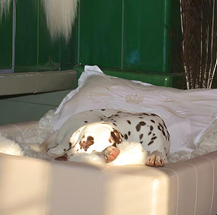 Design dog bed CUBE faux leather
