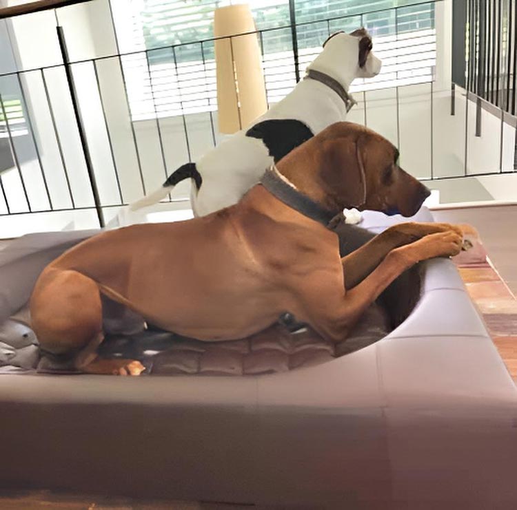 Design dog bed CUBE faux leather