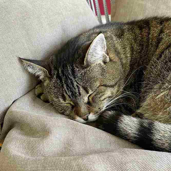 Detail cat cuddling in cat bed