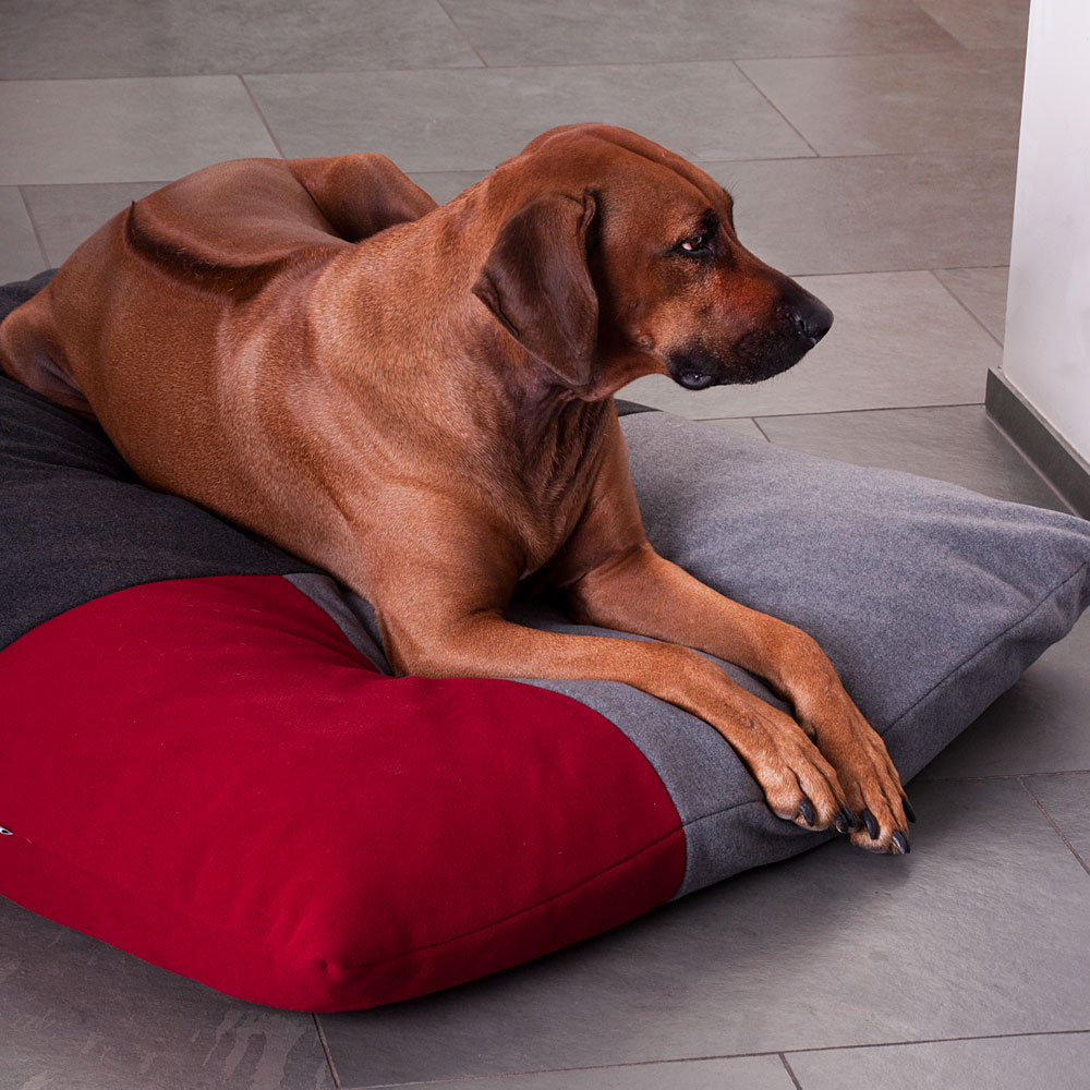designer dog beds