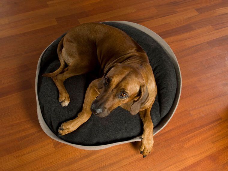 ARENA doggy bed out of sheep's wool felt with latex-cushions