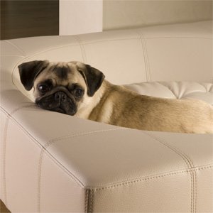 Carlino Lola coccole nel letto per cani di design