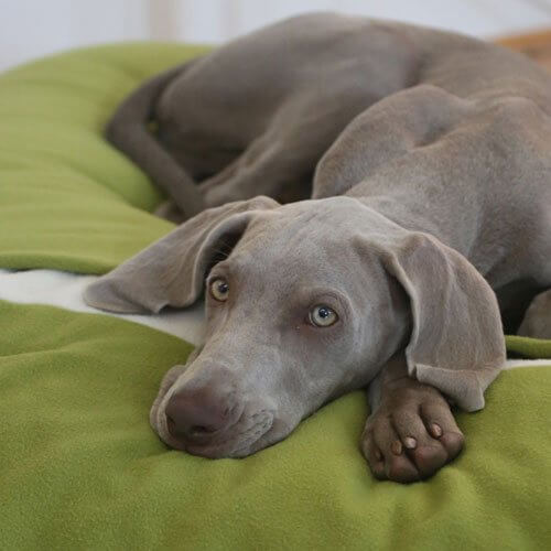 Il mio piccolo Weimaraner è molto entusiasta del nuovo cuscino cane Divan Due.