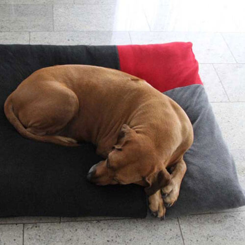 Il cuscino cane Divan Uno è un posto letto in esclusiva per ogni Rhodesian Ridgeback.