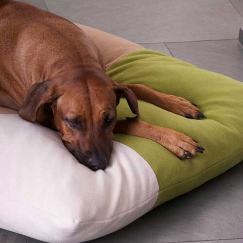 The super convenient Divan Quattro dog cushion is the new favorite sleeping place for my Rhodesian Ridgeback.