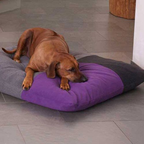 Healthy, beautiful and of best quality, that's how a perfect dog cushion must be.