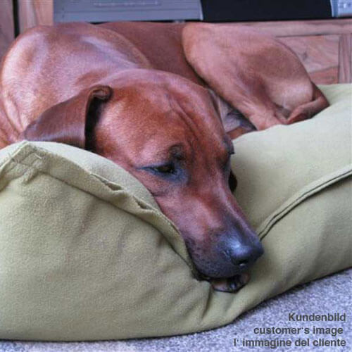 Il cuscino cane Divan Uno è una qualità molto alta e buon posto letto per il Rhodesian Ridgeback.
