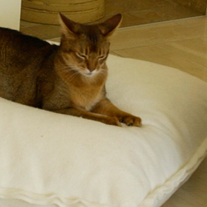 Beautiful abbessin cat lying in orthopedic latex pillow with warming fleece cover in cream colour