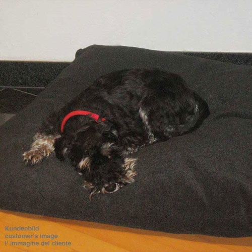 The orthopedic dog cushion is perfect for my dachshund.