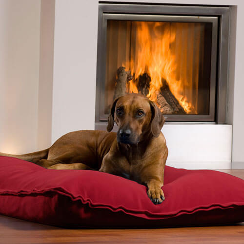 The Divan Uno dog cushion is an exclusive sleeping place for every Rhodesian Ridgeback.