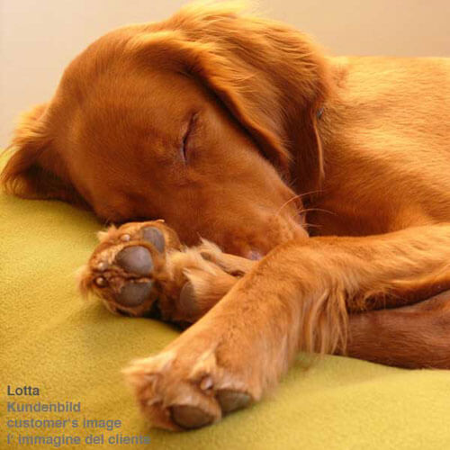 With the orthopedic latex filling, the Divan Uno dog cushion is very comfortable.