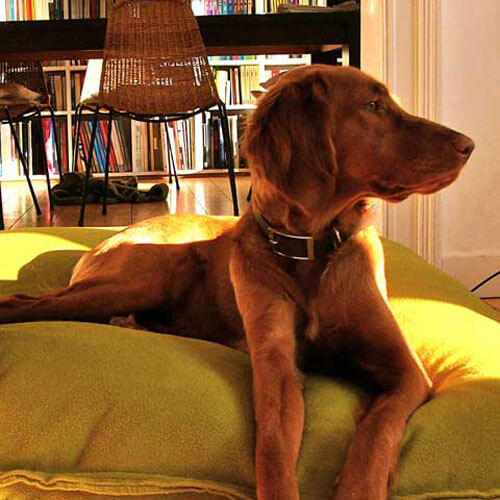 The Divan Uno dog cushion is the best dog bed I've ever had for my Setter.