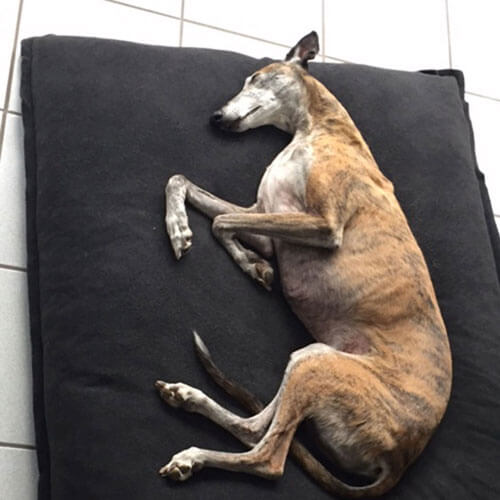 The Divan Uno dog cushion is the new favorite sleeping place for my greyhound.